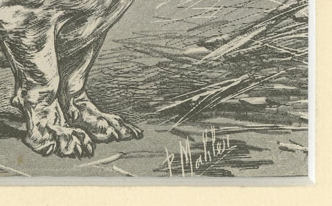 Blue Basset of Gascogne, Antique Dog Illustration, 1915, close-up 4