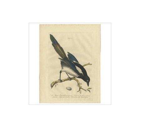 Magpie (Pica), Antique Ornithological Print with Dutch Text, Nozeman, 1770–1829, view 4