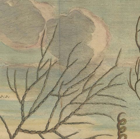 Colored Antique Print of various Water Plants including Coral in Southeast Asia, close-up 1