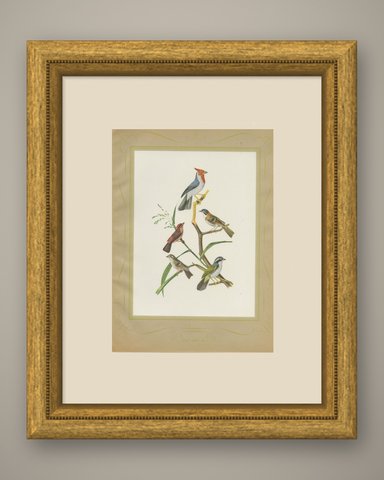 Cardinals and Finches, Brazilian Bird Print, Descourtilz, 1944, shown framed