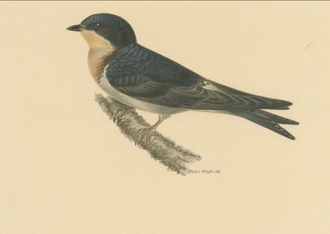 Aerial Grace: The Barn Swallow Bird Print by Magnus von Wright, 1927, close-up 2
