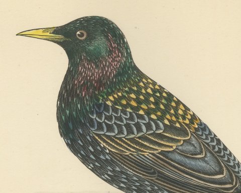 Starling on a Stone Ledge, Hand Colored Wood Engraving, Morris, 1896, close-up 1