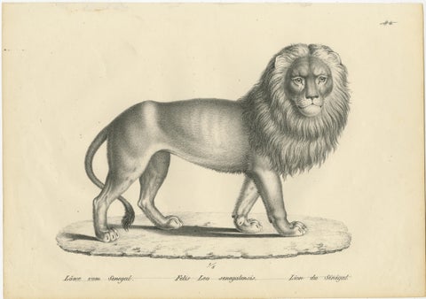 Original Antique Print of a Senegal Lion by Brodtmann, circa1830, view 2