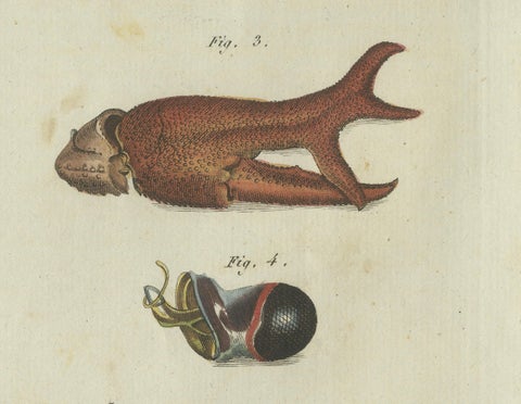 Fascinating Crustaceans and Marine Anatomy: Hand-Colored 19th-Century Engraving, close-up 2