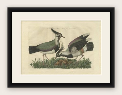 Northern Lapwing, Gavia vulgaris, Tringa vanellus, Nozeman & Sepp, 1770–1829, shown framed