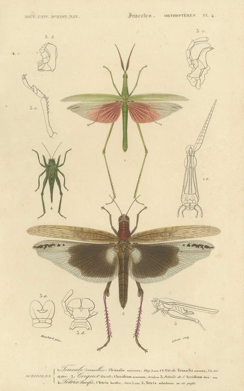 Antique Orthoptères Pair, Grasshoppers, Mantids & Earwigs, French c.1800, close-up 1