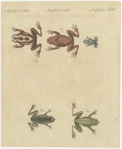 Five Frogs Including a Striped Frog, Antique Bertuch Print, Vienna, circa 1815, view 2