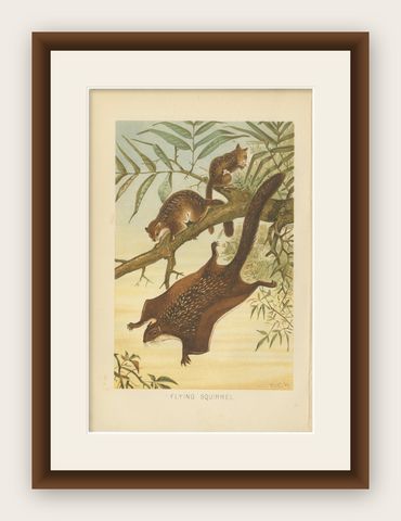 Woodland Animal Print, Victorian Flying Squirrel Illustration, Soft Green, 1894, shown framed