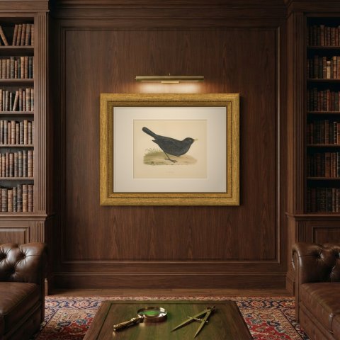 Blackbird on Grassy Ground, Antique Hand Colored Bird Print, Morris, 1896, shown framed on a wall