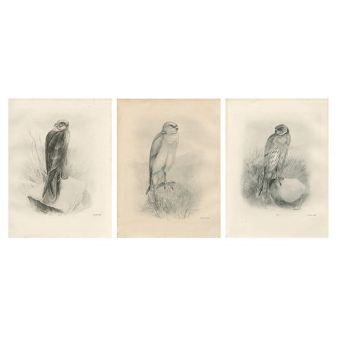 Set of Three British Harrier Bird Lithographs by Stonham, 1908