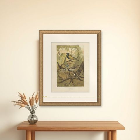 Antique Bird Print of Titmouses by American Lithographer Prang, 1898, shown framed on a wall