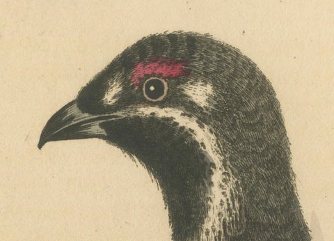 The Black and Spotted Heath Cock: An Original Hand-Colored Engraving, 1746, close-up 4