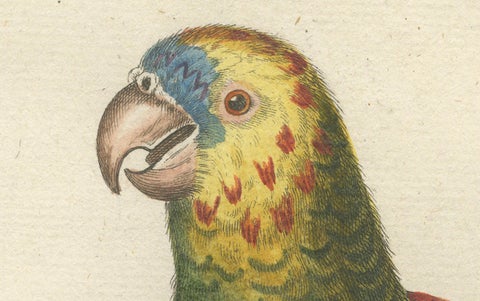 The Great Green Parrot of the West Indies, Hand-Coloured Engraving, ca.1770, close-up 1