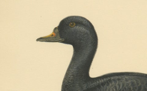 Serenity on the Waves: The Black Scoter Bird Print by Magnus von Wright, 1929, close-up 1