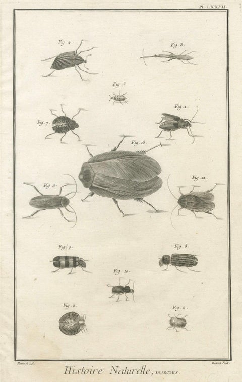 Set of Three Antique Engravings of Insects from Diderot’s Encyclopédie, ca. 1770, close-up 1