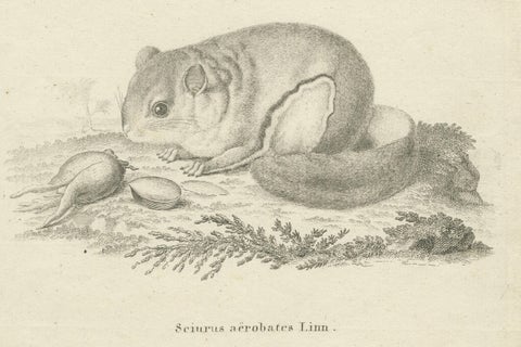 Flying Squirrel, Antique Zoological Engraving by Johann Nußbiegel, c.1800, close-up 3