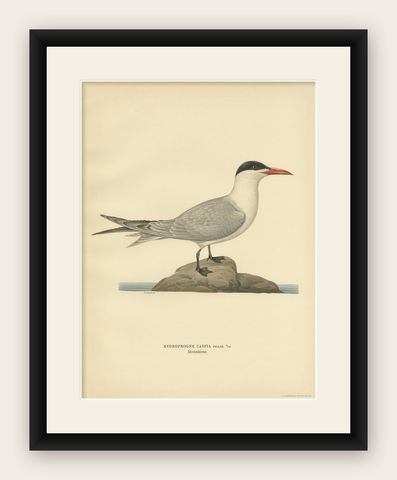 Antique Bird Print of the Caspian Tern by Von Wright, 1929, shown framed