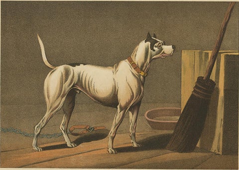 Antique Aquatint of a Dog named 'Crab' by J. Clark, circa 1820, view 2