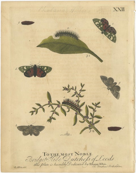 English Tiger & Footman Moths, Scarlet Tiger, Speckled Footman, Albin 1720, view 3