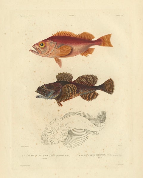 Antique Ichthyology Print, Norway Redfish & Sculpin from Gaimard, 1842, close-up 6