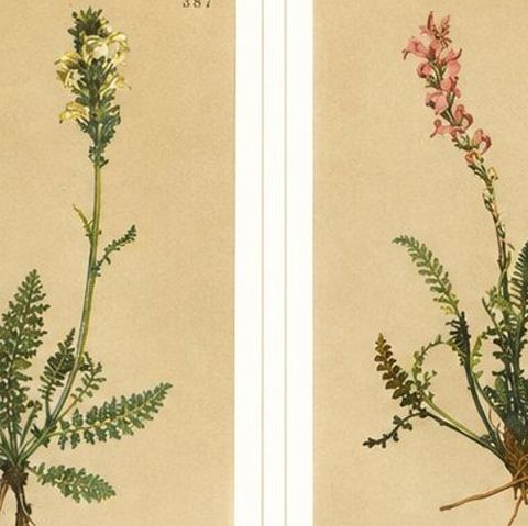 Eight Small Original Antique Pedicularis Wildflower Prints from the Alps, 1897, close-up 1