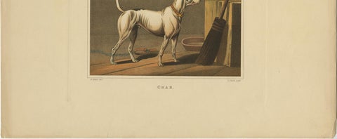 Antique Aquatint of a Dog named 'Crab' by J. Clark, circa 1820, view 4
