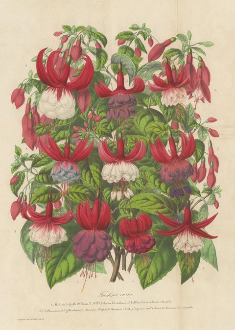 Antique handcolored Botany Print of Fuchsia Species, 1863, view 2