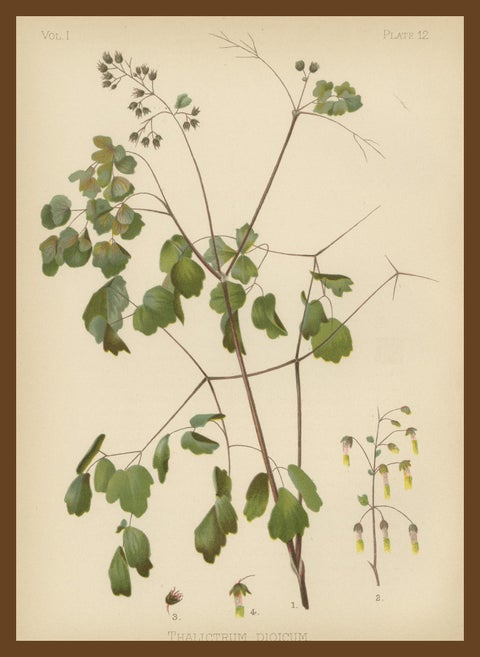 Native US Flora - Three Original Botanical Chromolithograps, 1879, view 7