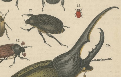 Set of 2 Antique Prints of various Beetles including a Rhinoceros Beetle, 1890, close-up 4
