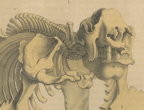 Original Engraving of The Skeletal Giant: Megatherium Anatomy, 1845, close-up 1