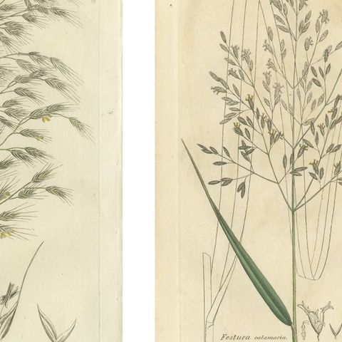 Set of 8 Antique Botanical Engravings of Festuca & Brome Grasses, c.1830, close-up 1