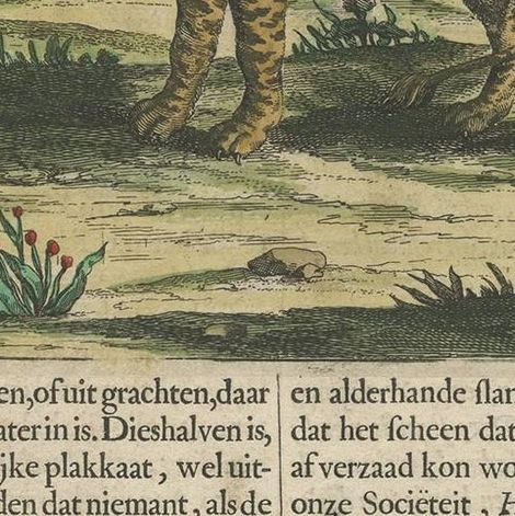 Antique Print of a Tiger by A. Kircher, circa 1660, close-up 2