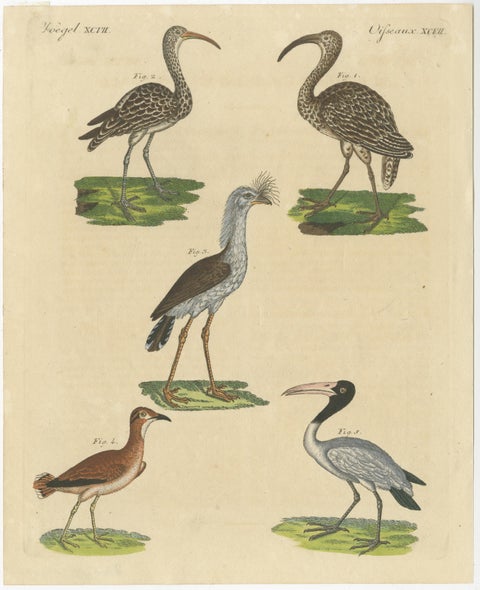 Antique Print of Various Birds Including the Eurasian Curlew, view 2