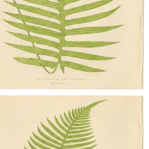 Rare Victorian Tropical Fern Lithograph Collection by E.J. Lowe, 1856, close-up 2