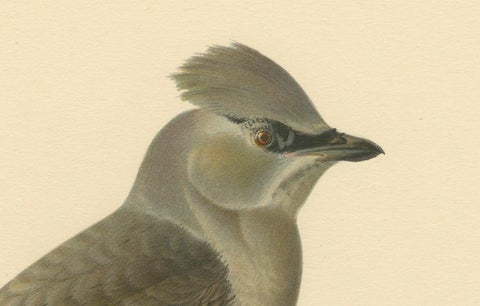 Ampelis Garrulus - Hand-colored Bohemian Waxwing Lithograph, 1927, close-up 2