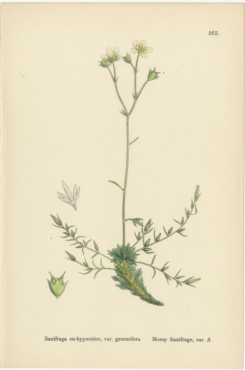 Hand-Colored Botanical Engravings of Irish and Mossy Saxifrages, 1902, view 4