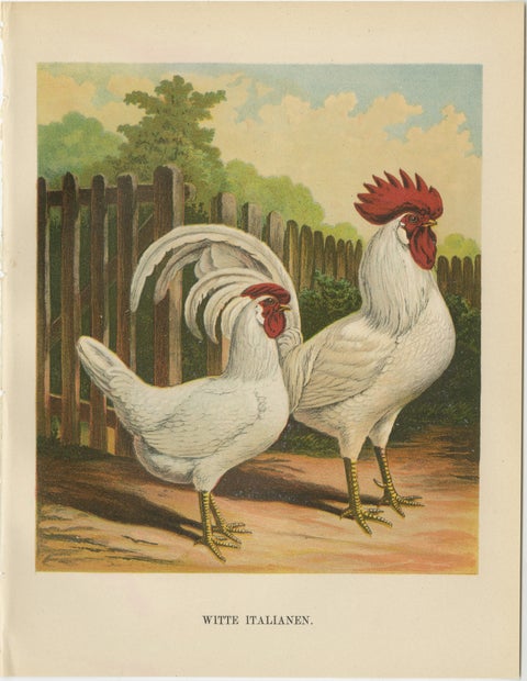 The Elegant White Italian Chicken - A Rare 19th Century Poultry Lithograph, view 2