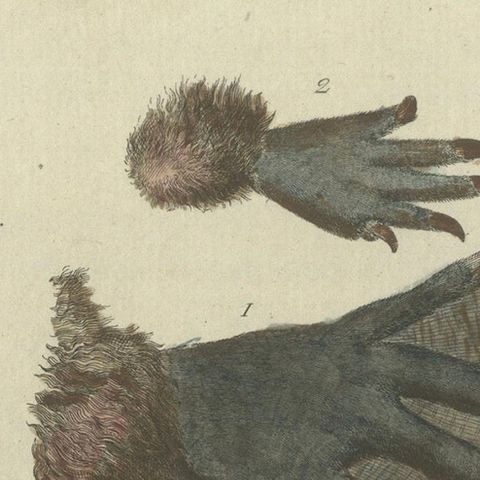 Antique Handcolored Engraving of Beaver and Webbed Appendages, c.1800, close-up 4