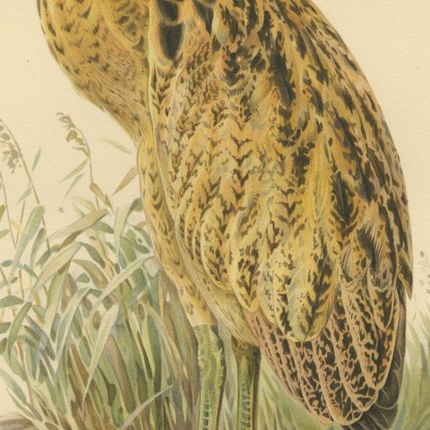 Antique Scandinavian Bird Lithograph, Eurasian Bittern, Svenska Fåglar, 1929, close-up 6
