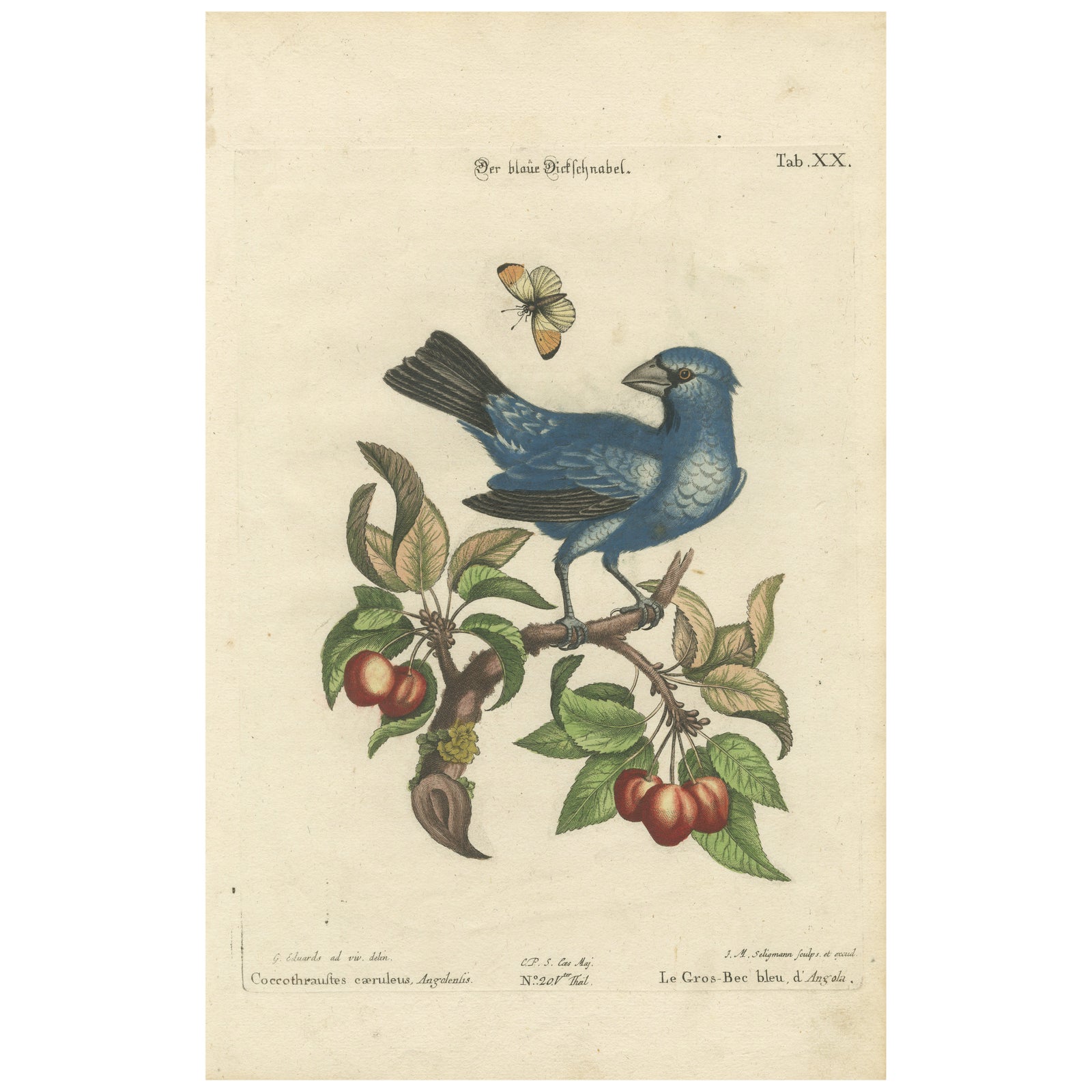 Exotic Blue Grosbeak of Angola: An 18th-Century Hand-Colored Engraving