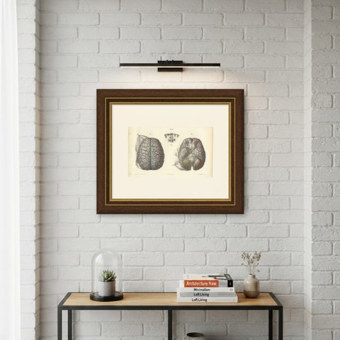 Veins of the Cerebral Hemispheres, Antique Hirschfeld Anatomy Print, 1866, shown framed on a wall