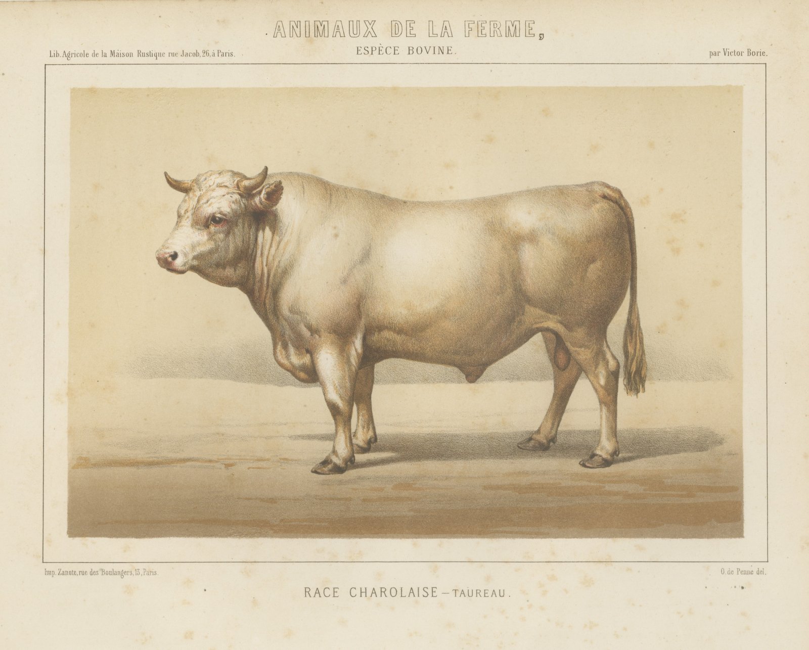 Charolais Bull, French Cattle Breed, Antique Chromolithograph by Borie, 1863