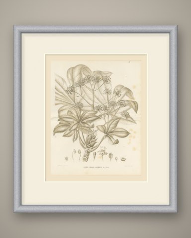 Fatsia Japonica, Aralia Japonica Flowering Branch Lithograph, 1858, shown framed
