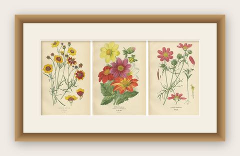 Antique Botanical Prints: Coreopsis, Single Dahlia & Cosmos Bipinnatus, 1897, shown framed