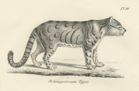 19th-Century Lithograph of the Long-Striped Tiger and Wild Asian Cat, close-up 4
