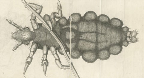 Decorative Scientific Print, Large Folding Engraving of Louse, c.1770, close-up 3