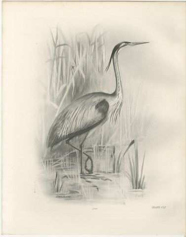 Purple Heron Wading Among Reeds, Plate CLI after Lilian Medland, c. 1909, view 2