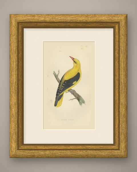 Golden Oriole Looking Upward, Antique Hand Colored Print, Morris, 1896, shown framed