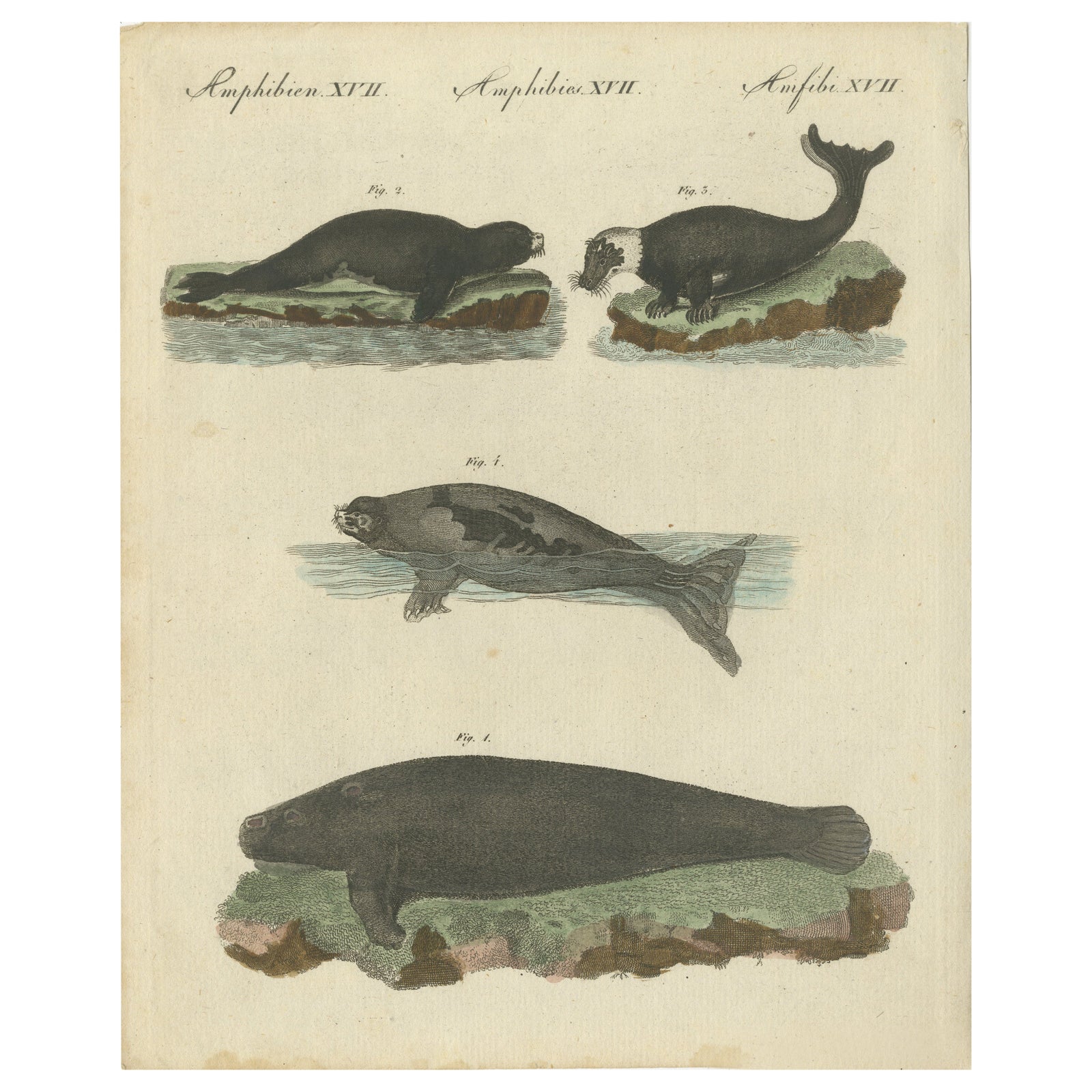 Antique Handcolored Engraving of Seals and Amphibious Mammals, c.1800