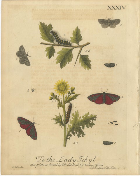 Antique English Moths and Caterpillars on Grass & Flowering Plants, Albin 1720, view 4